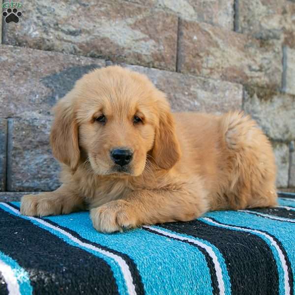 Rusty, Golden Retriever Puppy